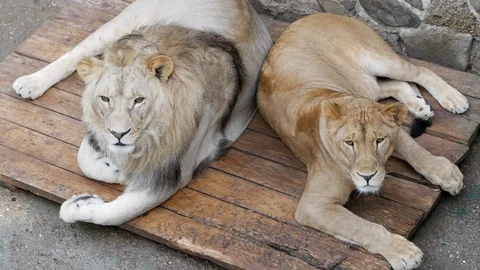 A pair of lions lying in the zoo Video stock 121586613