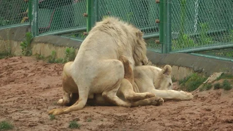 A pair of lions mating Видео 343705495