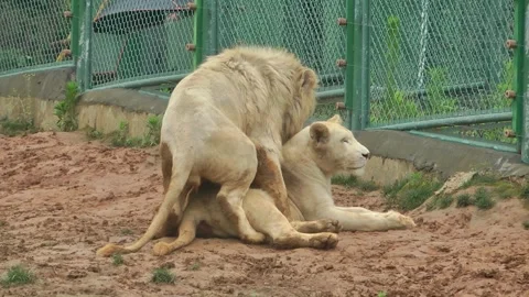 A pair of lions mating 動画素材 343705533