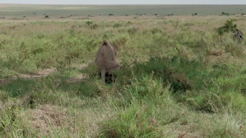 Pair of lions mating in Kenya Video stock 328246936