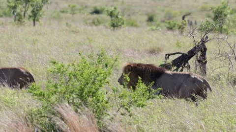 A Pair of lions seeking shade Stock Footage 254771148
