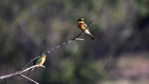 Pair of little bee eater birds perched on a branch at serengeti np Stock Footage 99328353