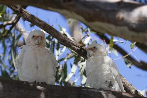 Pair of little corellas. Fotos Stock