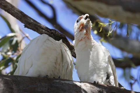 Pair of little corellas. Fotos Stock