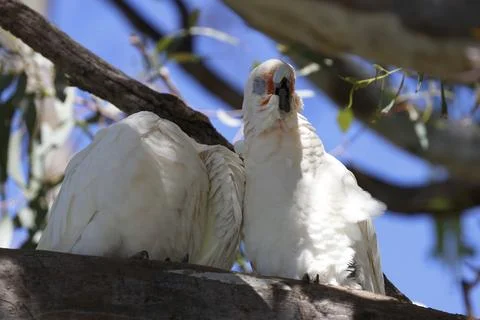 Pair of little corellas. Fotos Stock