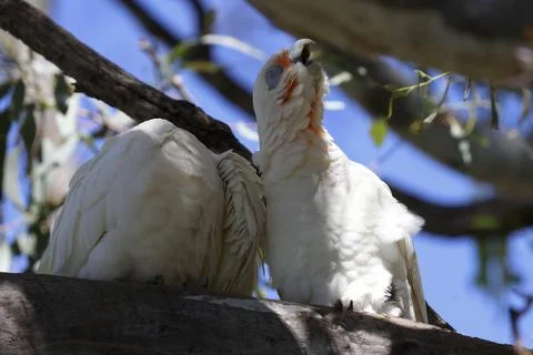 Pair of little corellas. Fotos Stock