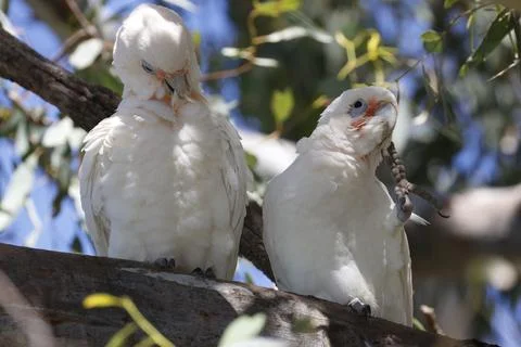 Pair of little corellas. Fotos Stock