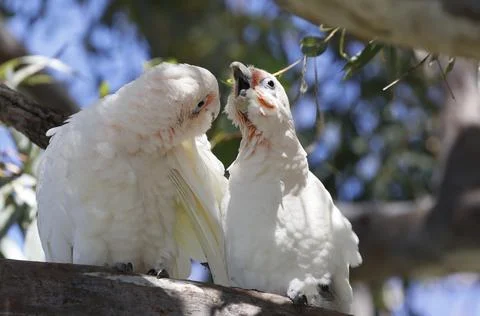 Pair of little corellas. Fotos de archivo