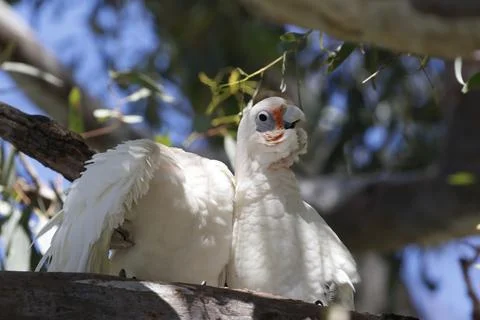 Pair of little corellas. Fotos Stock