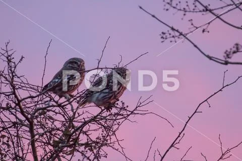 Pair of Little Owls at sunset on Pevensey Levels. Stock Photos