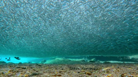 Pair of Lizardfish wait on sandy bottom for right moment to attack of Stock Footage 336512641