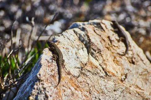 Pair of lizards resting on rock next to beach Stock Photos