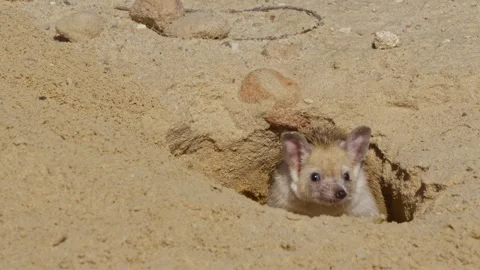 Pair Long-eared Hedgehogs in the Negev against blue sky Stock-Footage 249070626