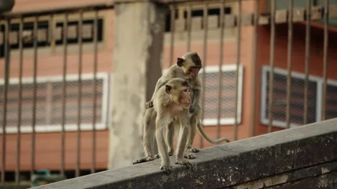 Pair Of Long-tailed Macaque After Mating In Lopburi, City Of Monkeys In Vídeo Stock 300658942