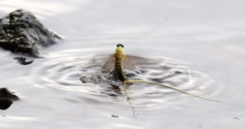 Pair of long-tailed mayflies mating on surface of river Tisza, exoskeleton float Stock Footage 268988826