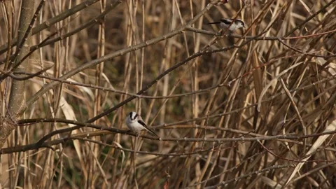 A Pair of Long-Tailed Tits. Stock Footage 229669744
