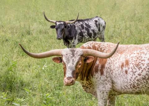 A Pair of Longhorns Stock Photos