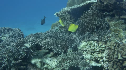 Pair of Longnose Butterflyfish Stock Footage 314296725
