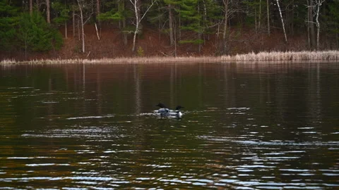 Pair of loons on lake in slow motion Stockbeeldmateriaal 130541897