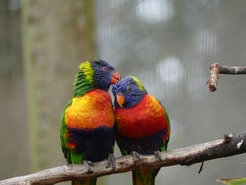 A pair of Lorikeet parrots Stock Photos