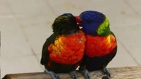 PAIR OF LORIKEETS CU Stock Footage 186736750