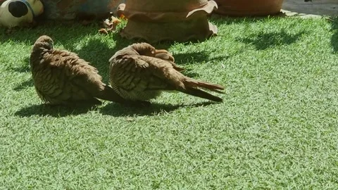 A pair of love doves are content after a bath with wet feathers preening th.. Stock Footage 300071400