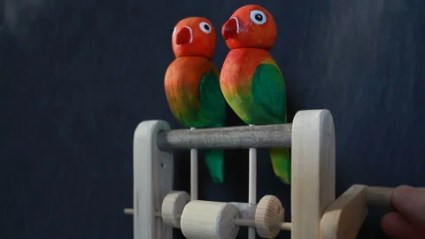 Pair of lovebird parrots Stock Footage 195349007