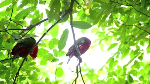 Pair lovebirds Stock Footage 44837341