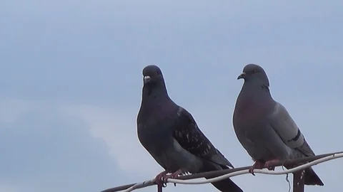 A pair of lovers doves on the edge of the house Stock Footage 111968524
