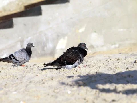 Pair of loving pigeons Stock Photos