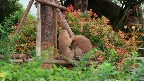 A pair of macaque monkeys clean each other's fur in an abandoned monastery Vídeo Stock 223876885