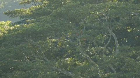 Pair of Macaw parrots flying away from tree and then thru frame 스톡 동영상 95606540