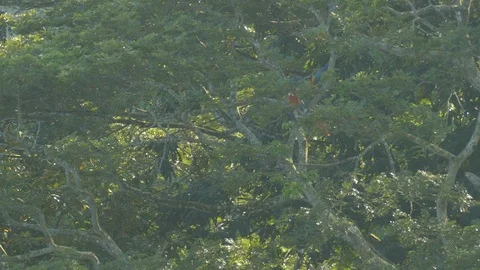 Pair of Macaw parrots flying away from tree and then thru frame - 24fps 1080p Stockbeeldmateriaal 104121809