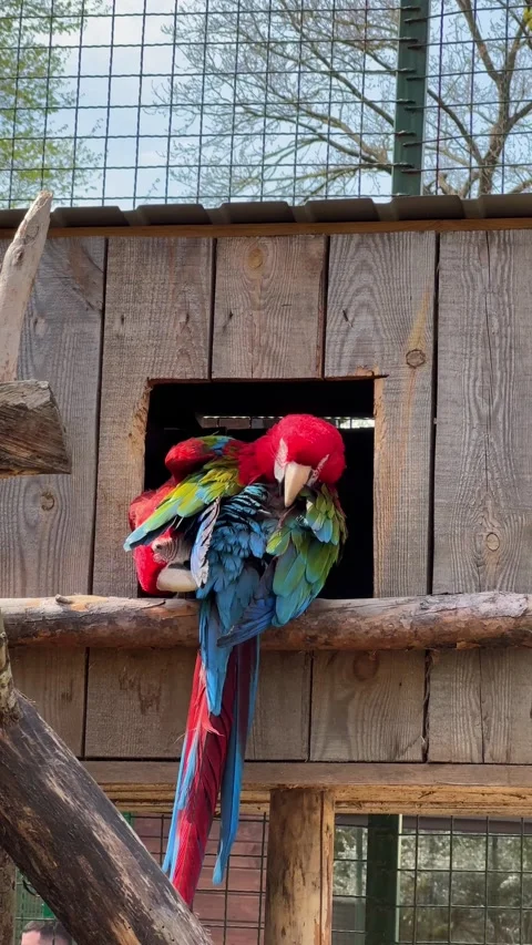 Pair of macaw parrots in love are preening their feathers Stock Footage 334187377