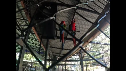 Pair of Macaw Parrots Perched in Aviary Stock Footage 321548803