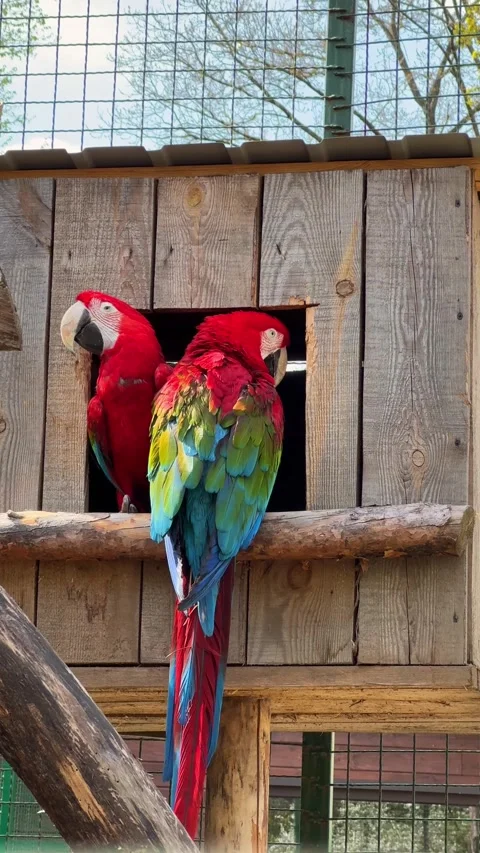 Pair of macaw parrots sitting together near a wooden house 動画素材 334187380