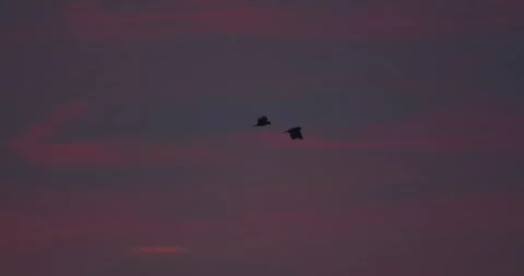 Pair of macaws flying in silhouette against a magnificent, colorful evening sky Stock Footage 300301488