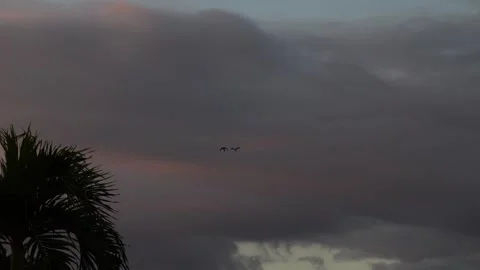 Pair of Macaws - Guacamayos flying before sunset Stock Footage 260448570