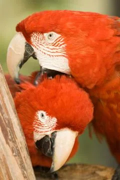 Pair of macaws Stock Photos