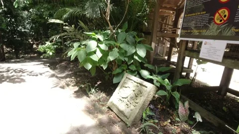 Pair of macaws sitting on branch at Macaw Mountain Vídeos de archivo 132353883