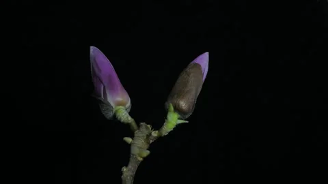 A pair of Magnolia Flowers Time Lapse Stock Footage 332779735