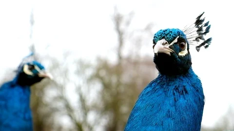 Pair of male Peacocks Stock Footage 120567220