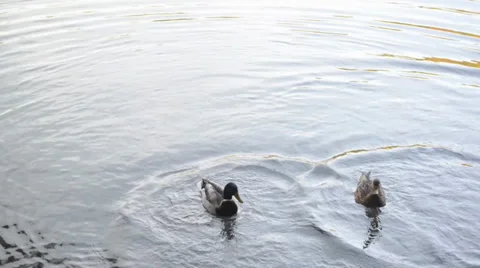 Pair mallard duck on lake Stock Footage 33781215