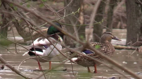 Pair of mallard duck on log in river closeup Stock Footage 50543324
