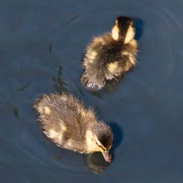 A pair of Mallard ducklings Stock Photos