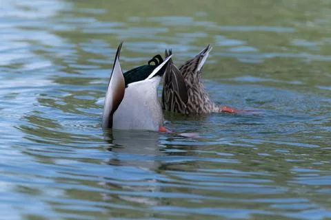 Pair of Mallard ducks diving under water for food Stock Photos