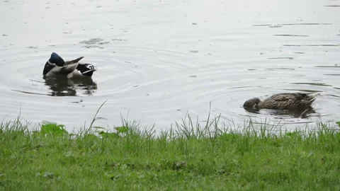Pair of mallard ducks feeding in a pond during rainfall Stock Footage 337561668