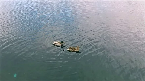 A pair of mallard ducks Stock Footage