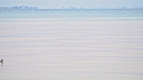 A pair of Mallard ducks. Stock Footage 120565786