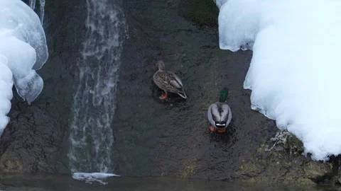 Pair of mallard ducks in icy winter stream Stock-Footage 327967255